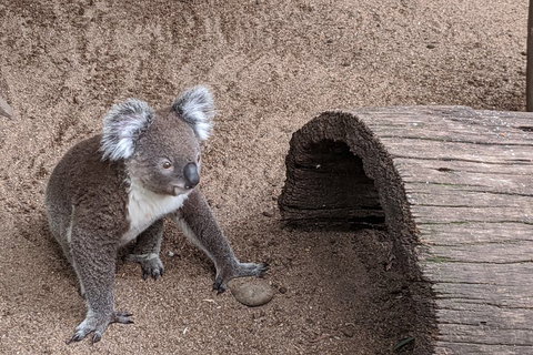 Australian Wildlife & Waterfalls Private Tour With 'Personalised Sydney Tours' - Accommodation in Surfers Paradise 0
