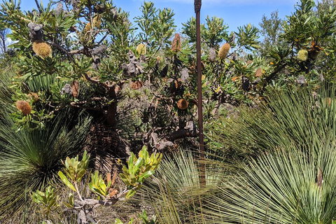 Australian Wildlife & Waterfalls Private Tour With 'Personalised Sydney Tours' - Accommodation in Surfers Paradise 1