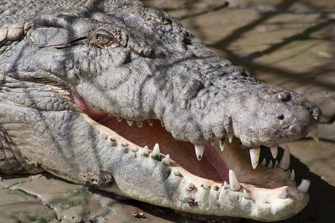 Whitsunday Crocodile Safari Including Lunch - Accommodation in Surfers Paradise 1