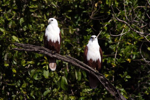 Whitsunday Crocodile Safari Including Lunch - Accommodation in Surfers Paradise 2