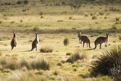 From The Mountains To The Bay - 4 Day Rediscovery Small Group Tour - Accommodation in Surfers Paradise 4