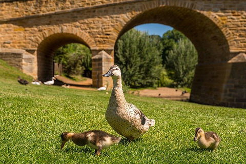 Richmond Historic Afternoon Tour From Hobart - Accommodation in Surfers Paradise 1