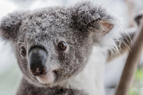 Ultimate Sydney Pass - Accommodation in Surfers Paradise 2