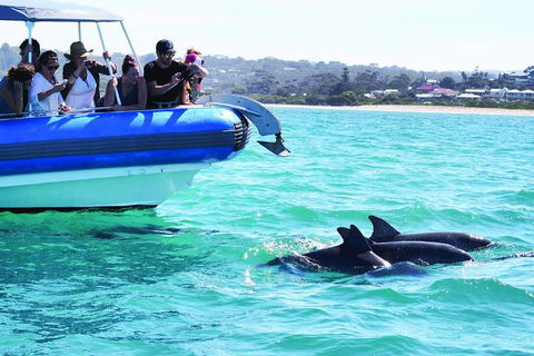 Southern Ocean Adventure From Victor Harbor - Accommodation in Surfers Paradise 2