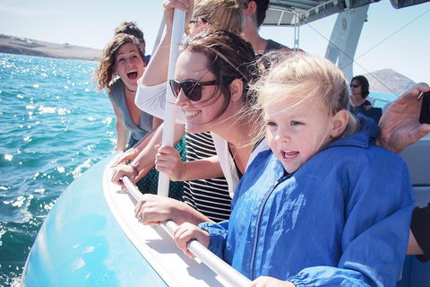 Southern Ocean Adventure From Victor Harbor - Accommodation in Surfers Paradise 4