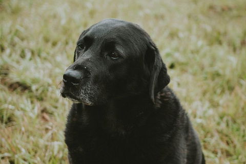 Daylesford Wine Tours: Wine, Cider, Gin, Vodka, Port, Food & Sights Tours! - Accommodation in Surfers Paradise 4