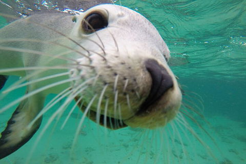 6-Day Eyre Peninsula & Flinders Ranges Adventure Tour - Accommodation in Surfers Paradise 2