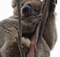 2-Day Kangaroo Island 4WD Small-Group Tour from Adelaide - Accommodation in Surfers Paradise