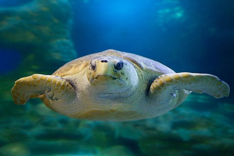 Glass Bottom Boat & Entry At AQWA - Accommodation in Surfers Paradise 1